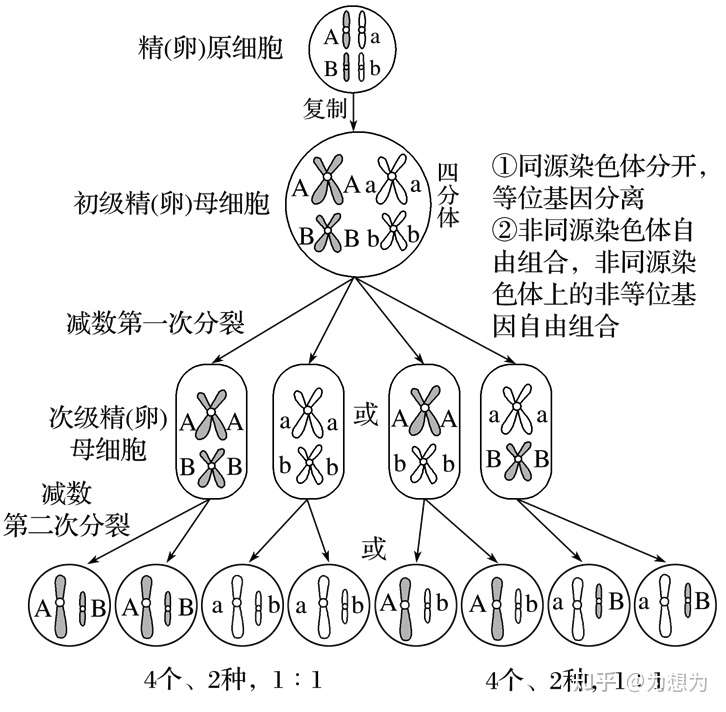 高中生物 自由组合定律的实质 知乎