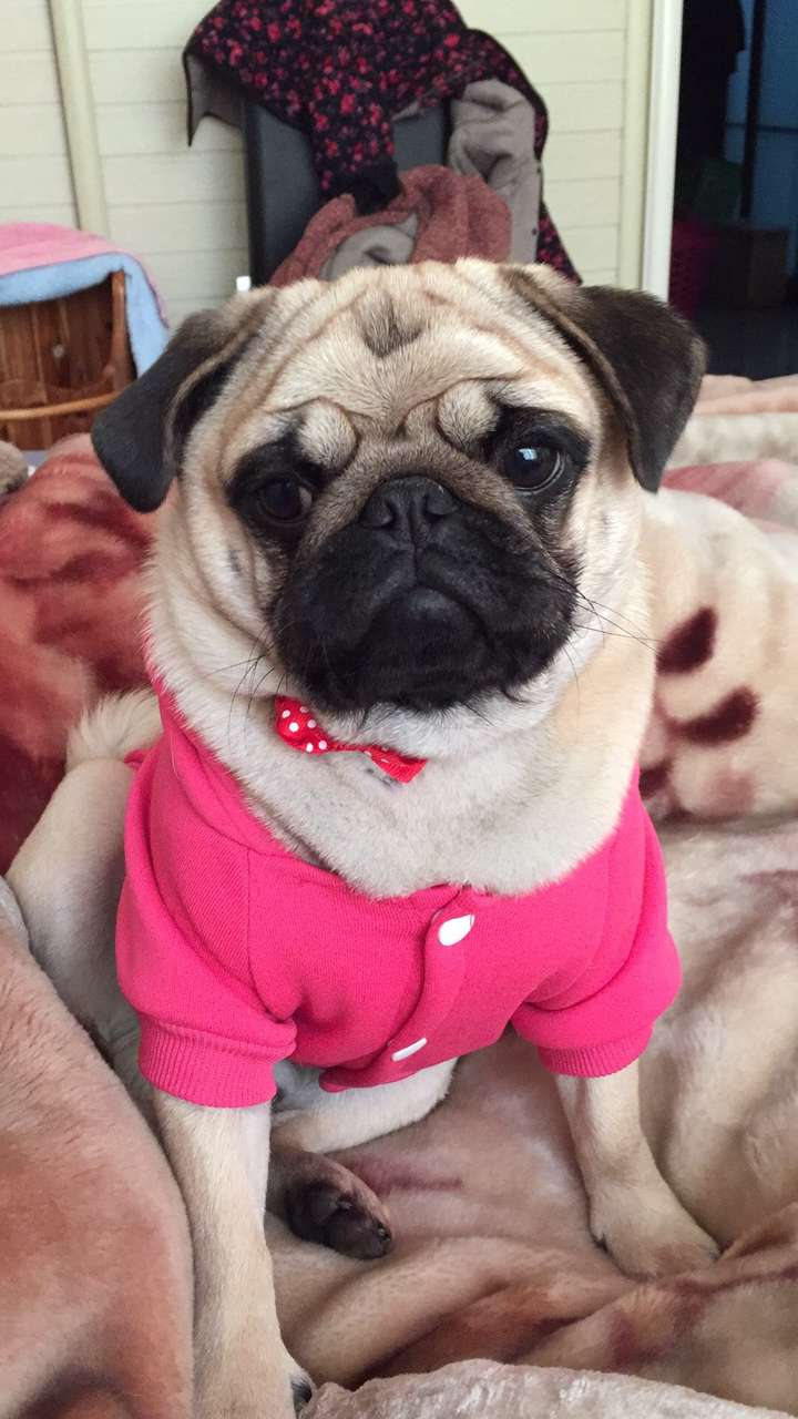 这是英国斗牛犬吧… 巴哥是这样的