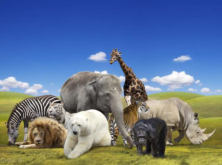 动物园里有什么动物（动物园最常见的100种动物）