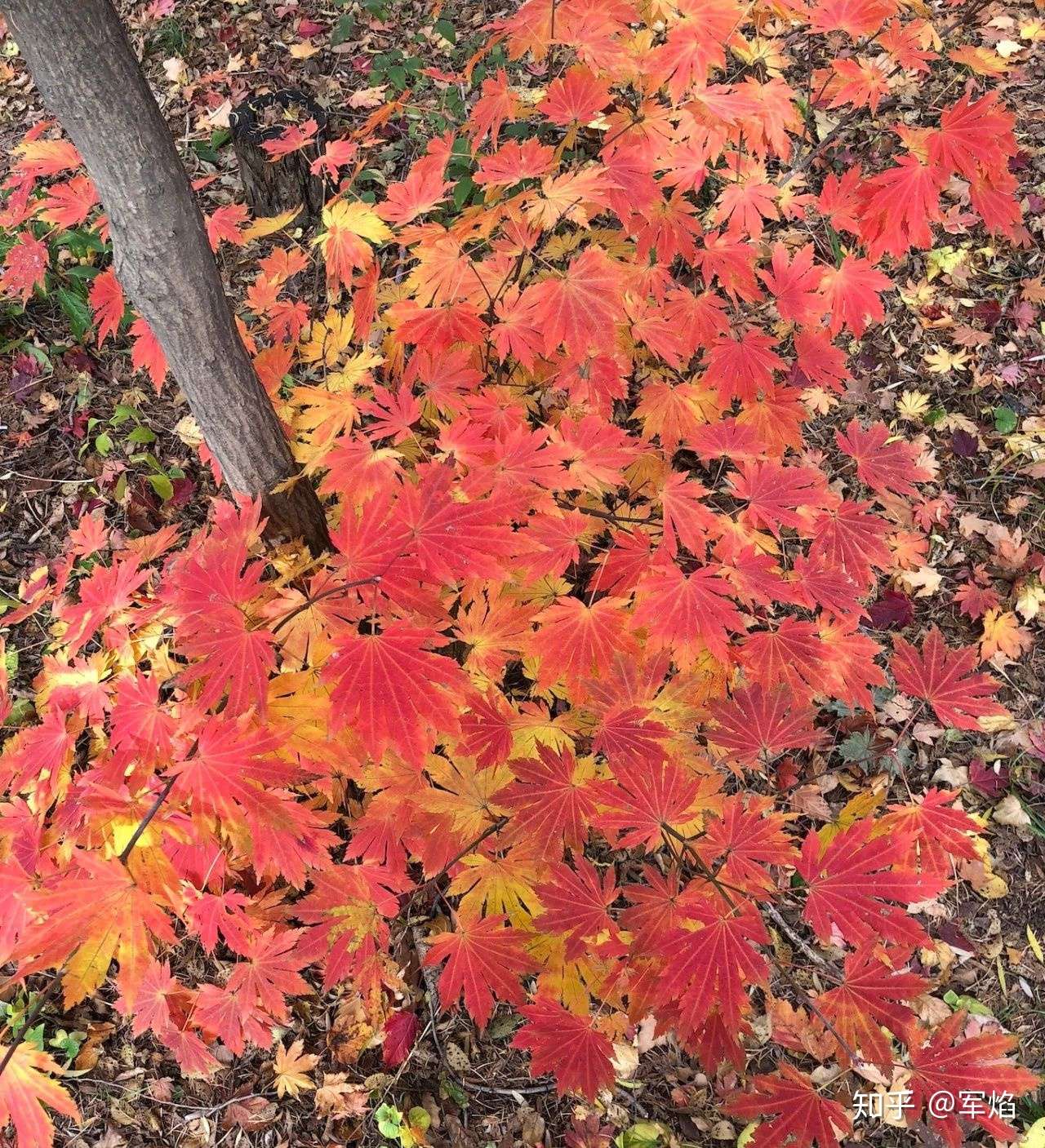 激安の トウカエデ 唐楓 国内産 種子30粒 Trident maple Japan 30 seeds blaccoded.com