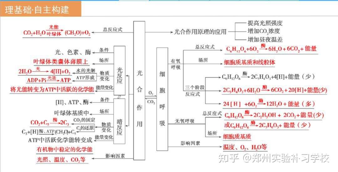 干货 高考生物复习专题 细胞呼吸与光合作用 知乎