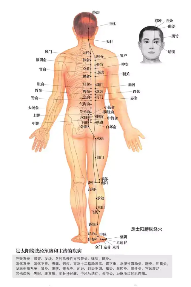 男性人体穴位图：十四经穴高清图解- 知乎