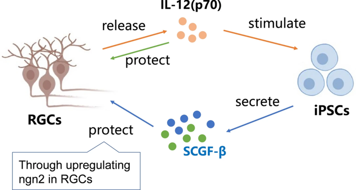 視網膜神經節細胞通過 IL-12-SCGF-β 串擾誘導干細胞衍生的神經保護作用