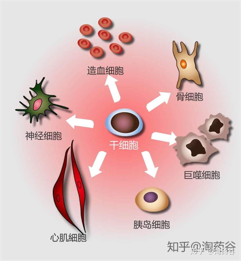 干细胞究竟有何作用呢 知乎