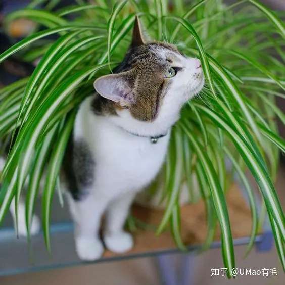 养猫家庭不配拥有植物 其实 这些植物可以有 知乎