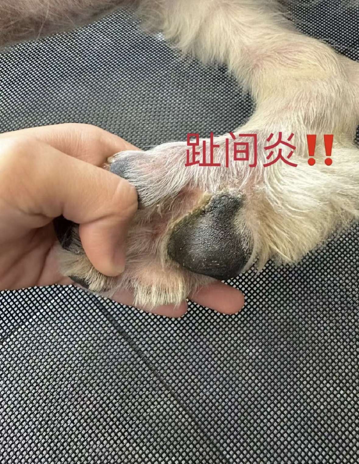 狗狗趾间炎无脓包有脓包的治疗差异