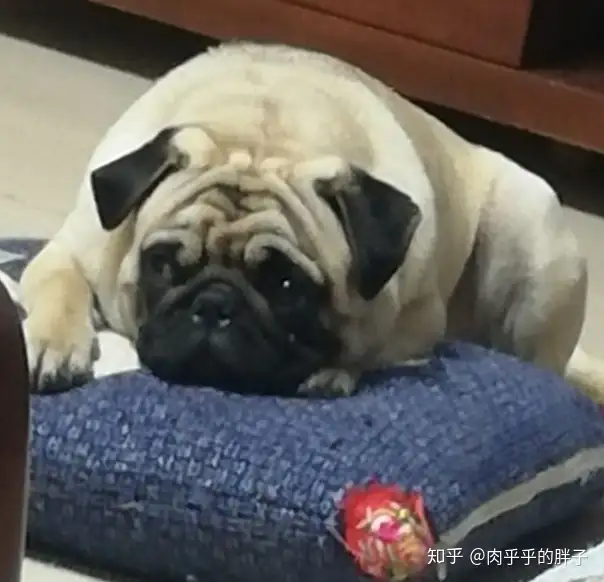 养巴哥犬是一种什么体验？”