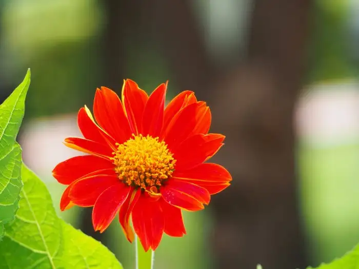 10月下旬诞生花 知乎