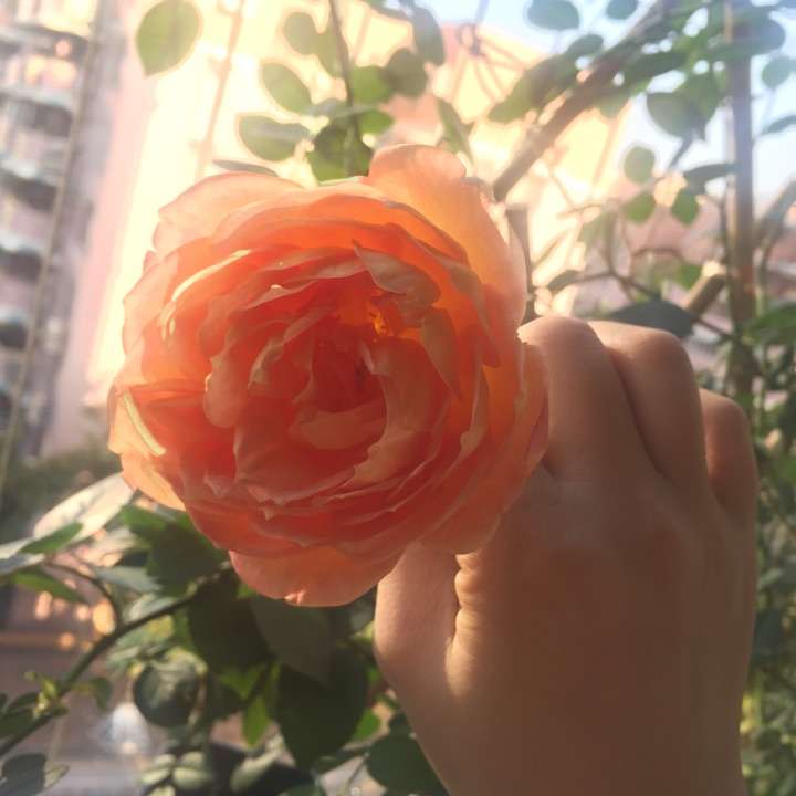 植物种植 为什么真正喜欢养植物的男生比女生多?(图14) 植物种植 为什么真正喜欢养植物的男生比女生多?(图14)