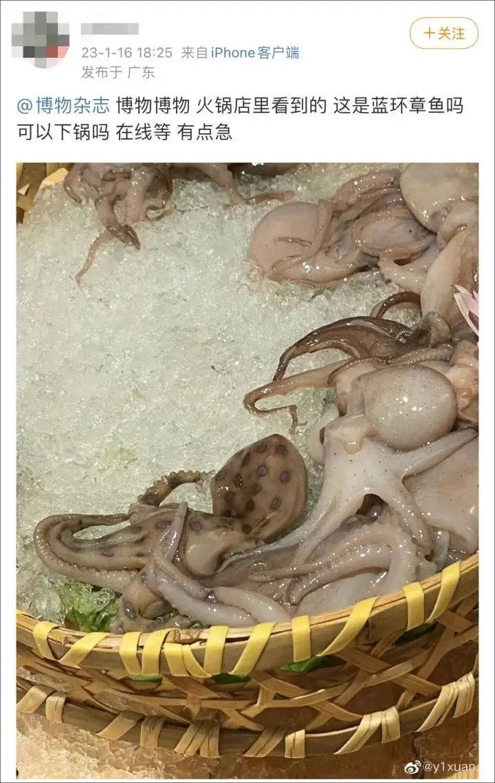 网友吃火锅菜品中发现蓝环章鱼险丧命，专家：毒素为河豚毒素，受热不分解，如何看待此事？