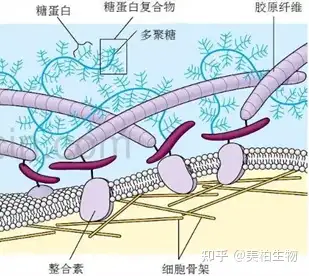 外泌体和ecm细胞外基质 - 知乎