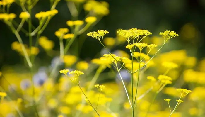 8月中旬诞生花 知乎