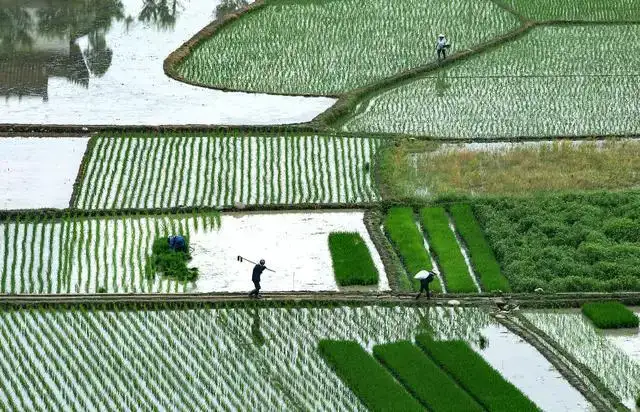 二十四节气之 — 风气 | 芒种