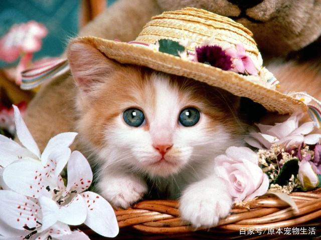 十大猫咪冷知识,你都知道吗? 十大猫咪冷知识,你都知道吗?