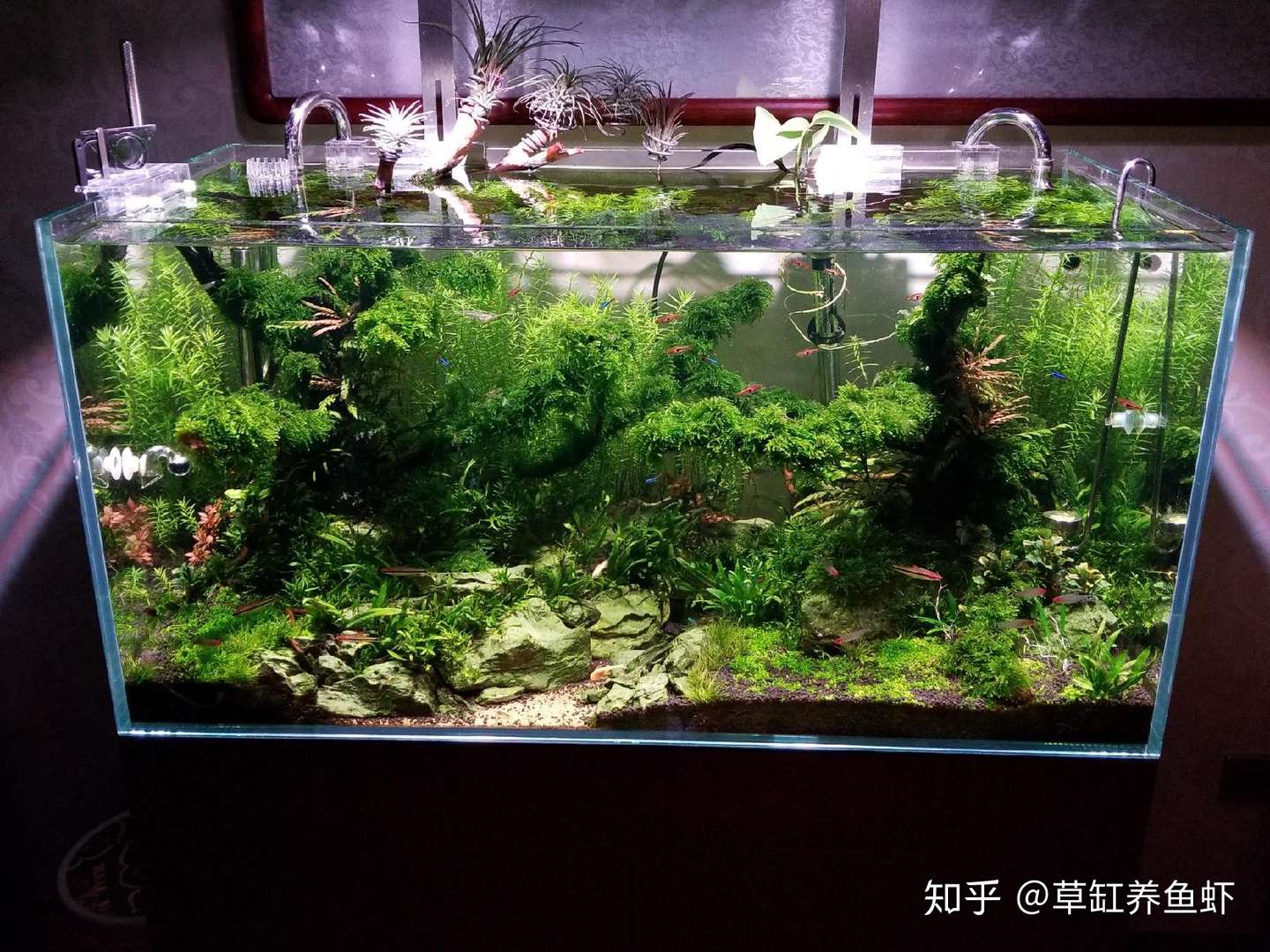 保证鱼缸宽度是鱼缸造景的关键所在 所以鱼缸一定要够宽 哪怕只是宽一厘米 知乎 保证鱼缸宽度是鱼缸造景的关键所在 所以鱼缸一定要够宽 哪怕只是宽一厘米 知乎