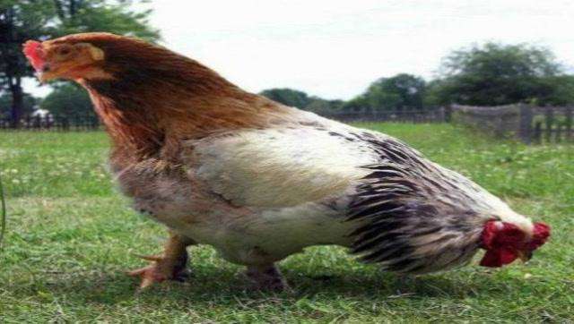 千岁兰 的想法: 双头鸡