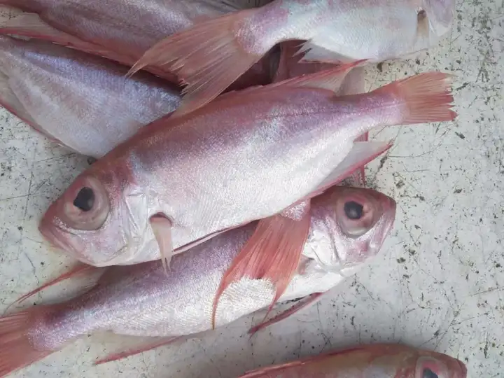 厚唇圆钝大眼鸡作者刘忠焕