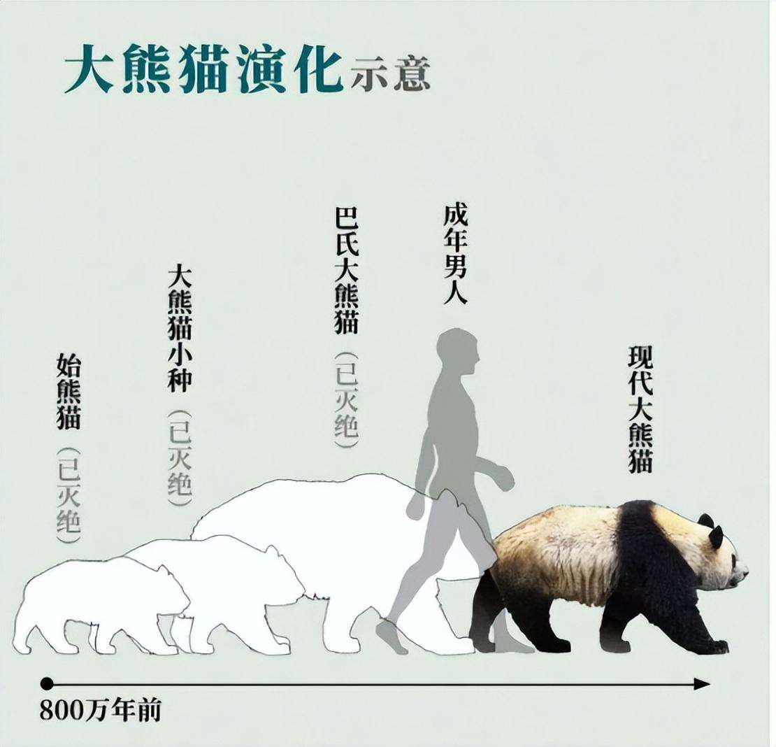大熊猫生活在什么地方 大熊猫的主要栖息地在哪里