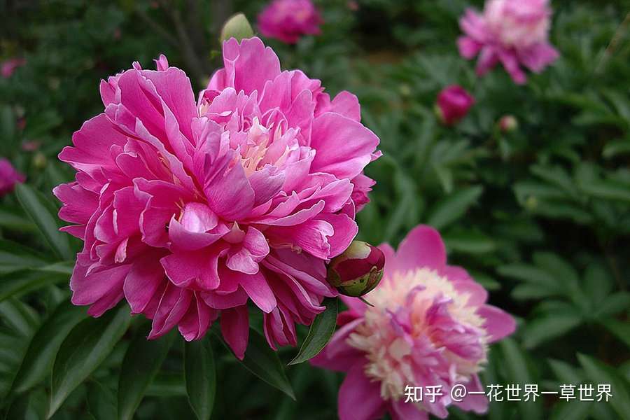 中国芍药平台 知乎