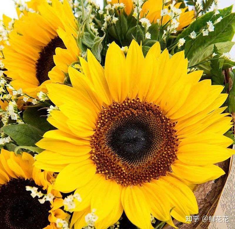 向日葵鲜切花养护小偏方 知乎