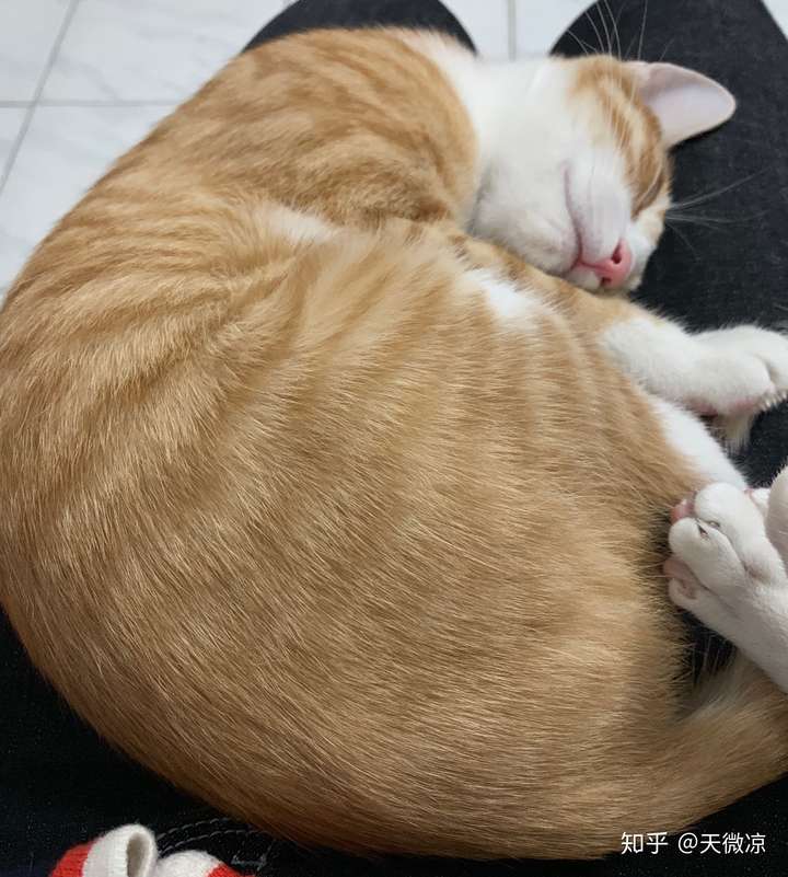 如图, 猫这样睡觉真的舒服吗?