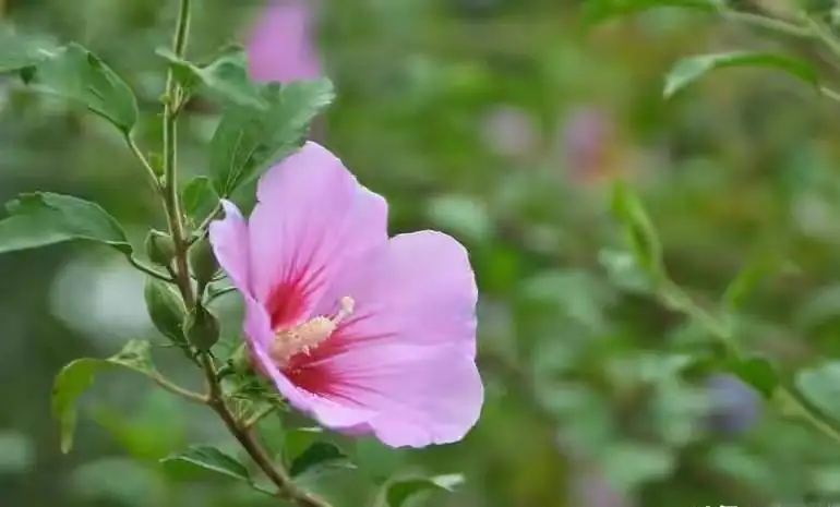 小一闲说 夏至花 夏至果 知乎