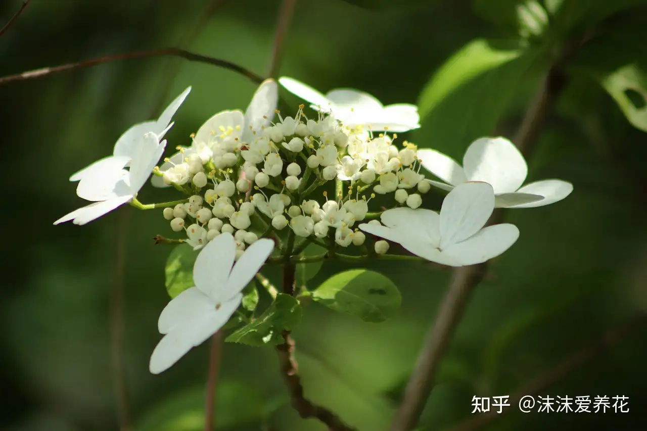 初春需不需要给花翻盆 怎么翻盆 知乎