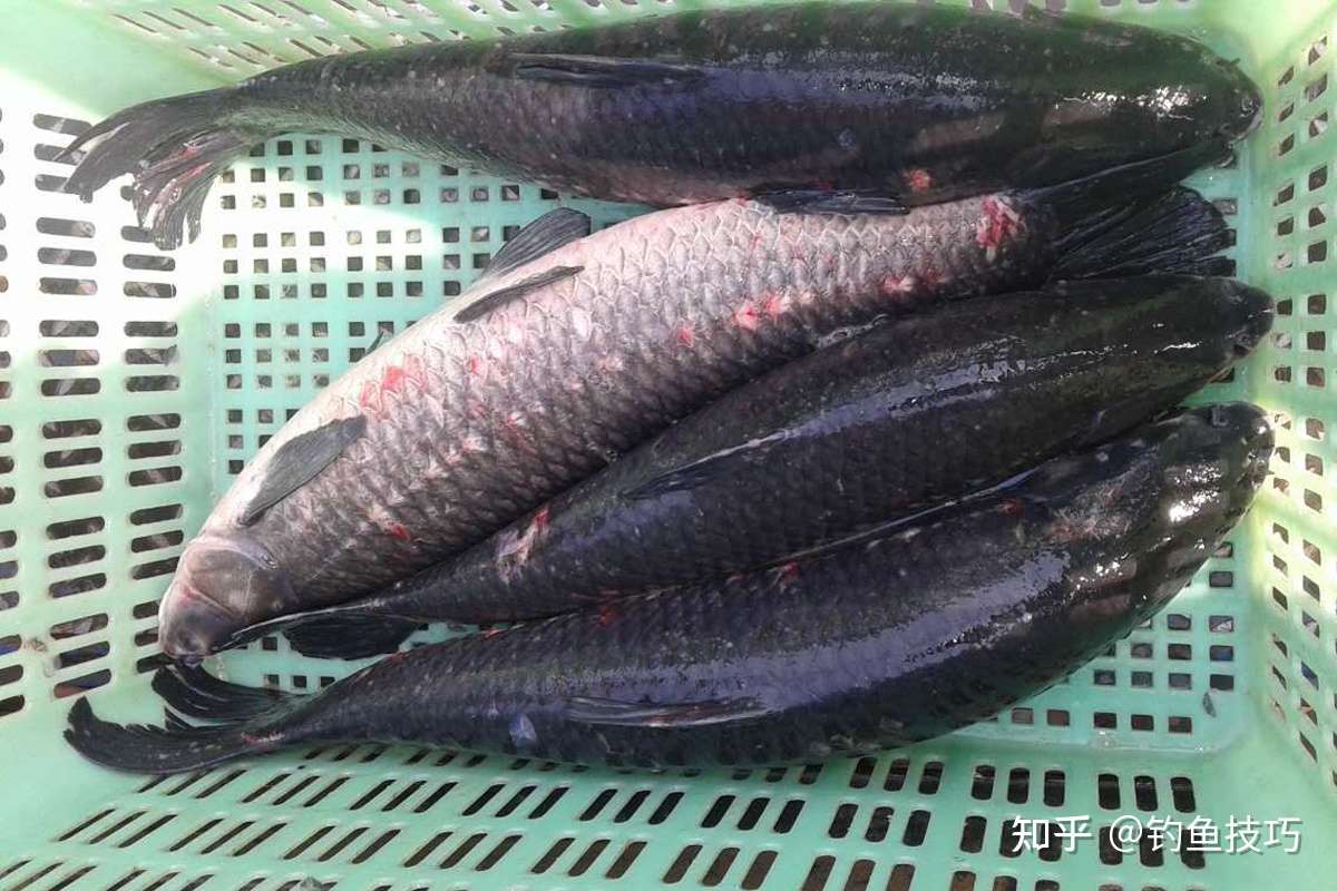 钓大青鱼时有哪些诱鱼方法 哪些小药对青鱼的诱鱼效果最好 知乎