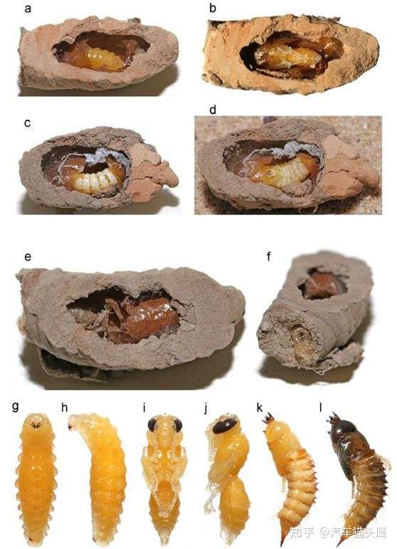 这个铁栏杆底部的蛹是什么生物的?