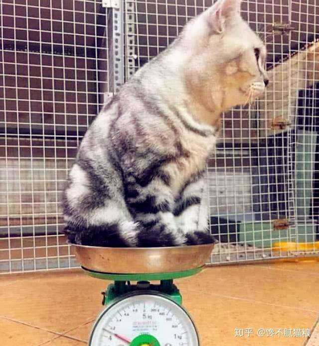 猫咪多少斤才算正常 猫咪体重对照表 看看你家喵超重了吗 知乎