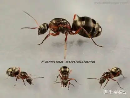 蚂蚁蜂有毒吗(蚂蚁 蜂)