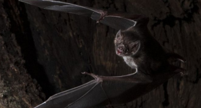 蝙蝠也懂防疫！生病蝙蝠会保持“社交距离”