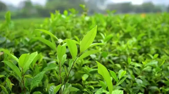 图片[6]-100000+茶艺茶叶短视频素材-茶艺茶叶茶业图片短视频剪辑朋友圈素材【电商热销839】-暗冰资源网