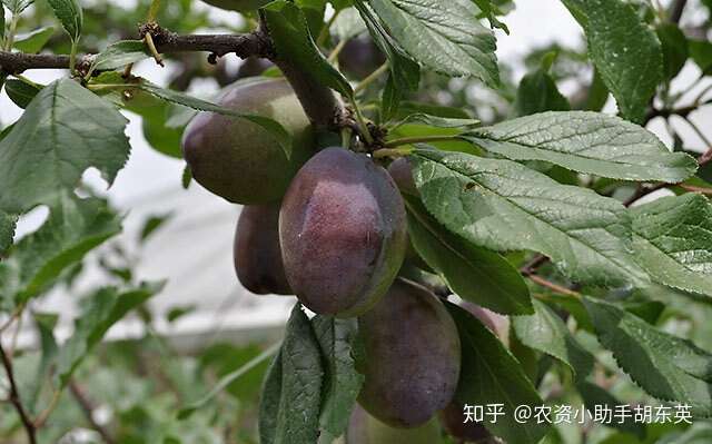 西梅壮果肥上什么肥 用什么肥料好 保花保果防裂肥金泰靓 知乎