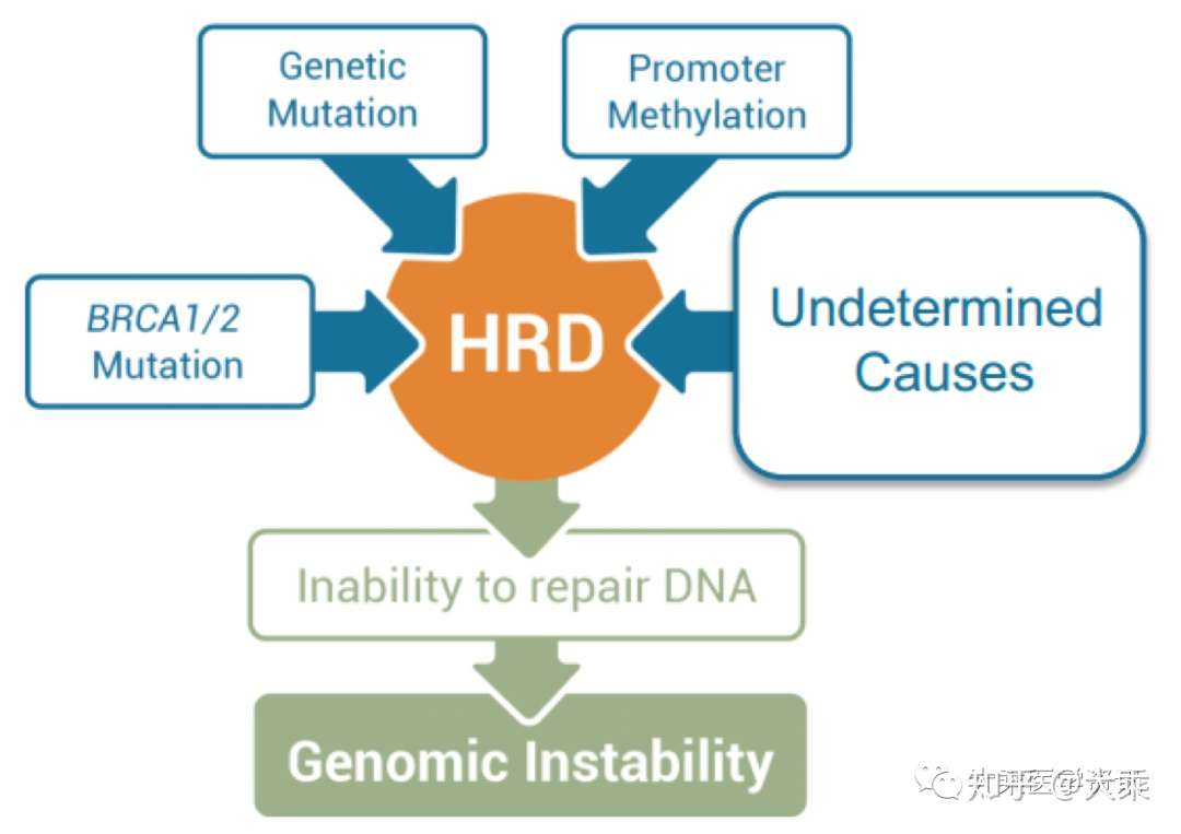 同源重组修复缺陷 hrd parp抑制剂与肝细胞癌 hcc 知乎
