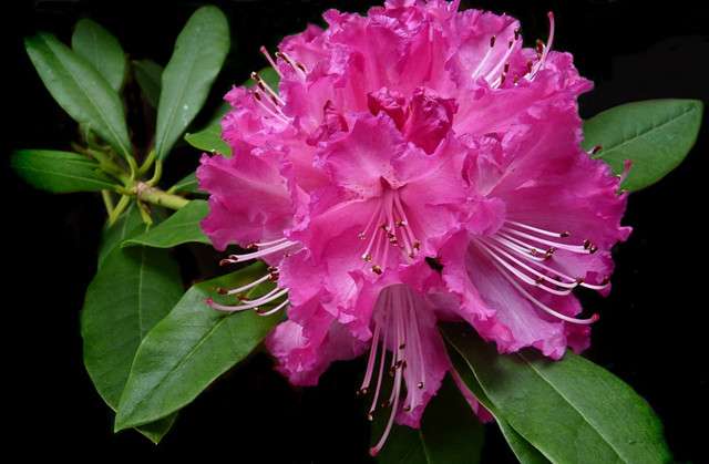 它 称为 花中西施 生于农村 长在山上 开在云间 知乎