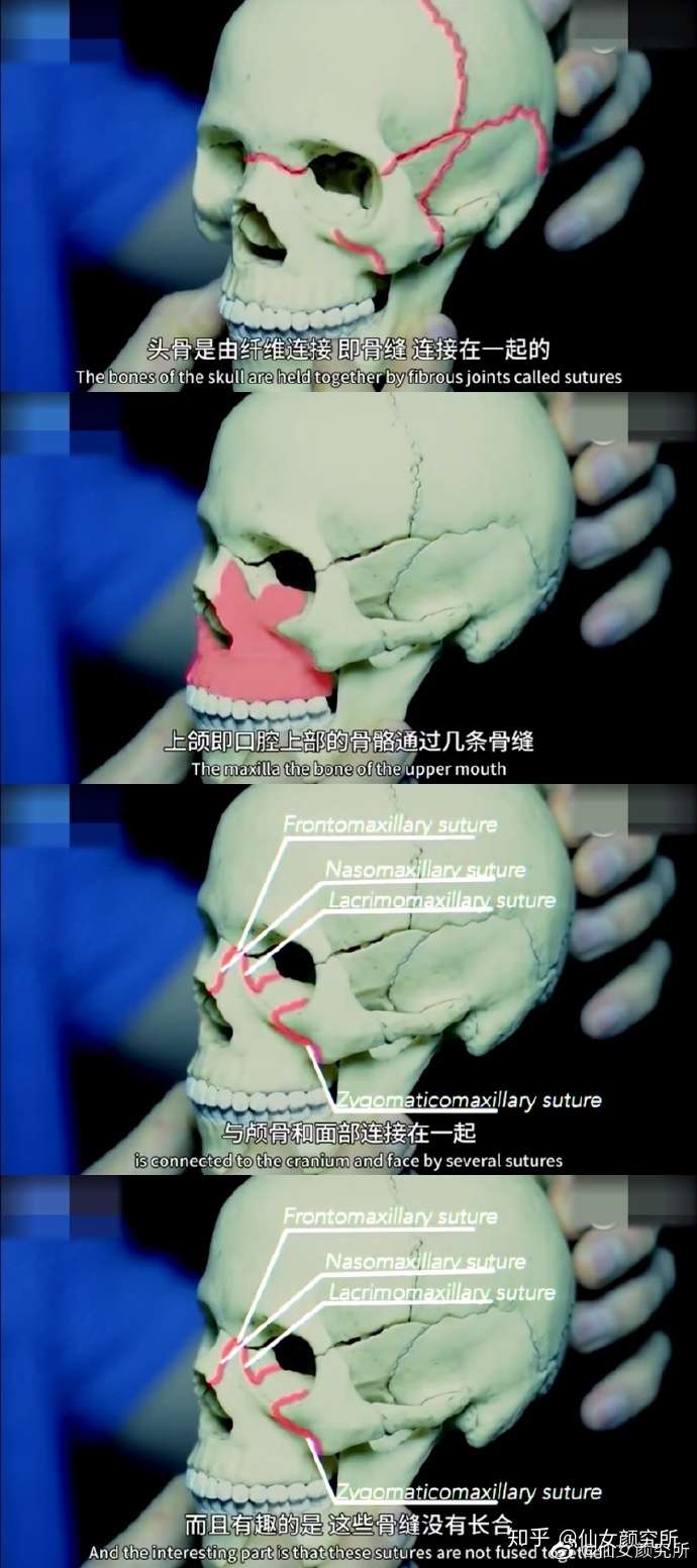 舌头摆放的位置也会影响一个人的脸型 知乎