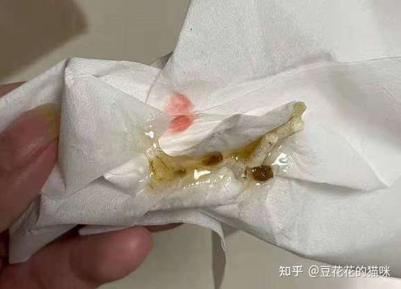 反复发作的重度猫膀胱炎，这样护理，终于康复了。 - 知乎
