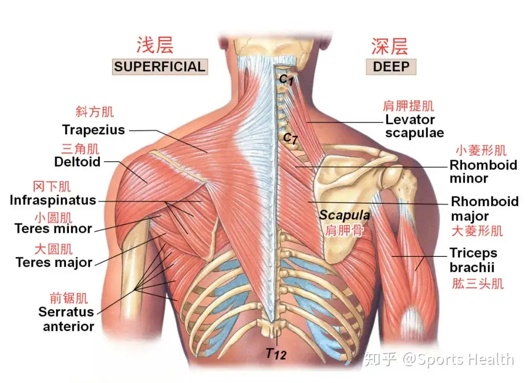 肩胛骨肌群激活训练 知乎