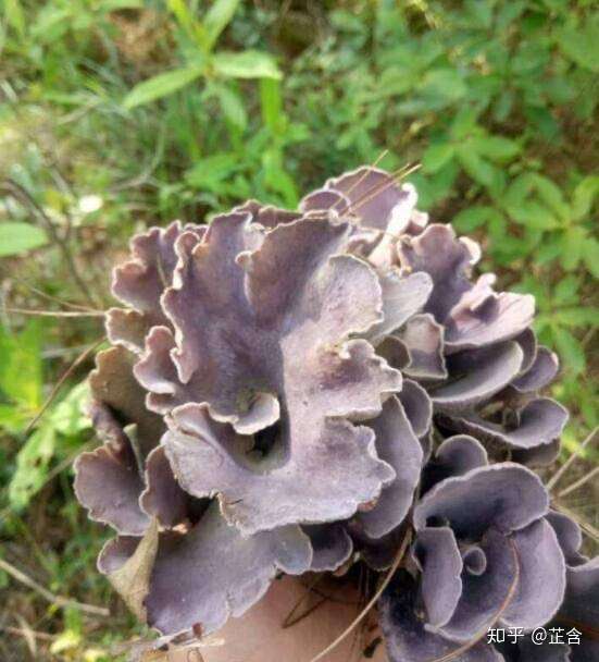 这种野生菌可以食用吗?
