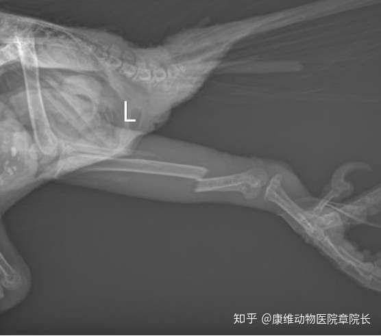 赞同了该文章 一例金刚鹦鹉胫骨骨折外支架固定 作者:北京康维动物