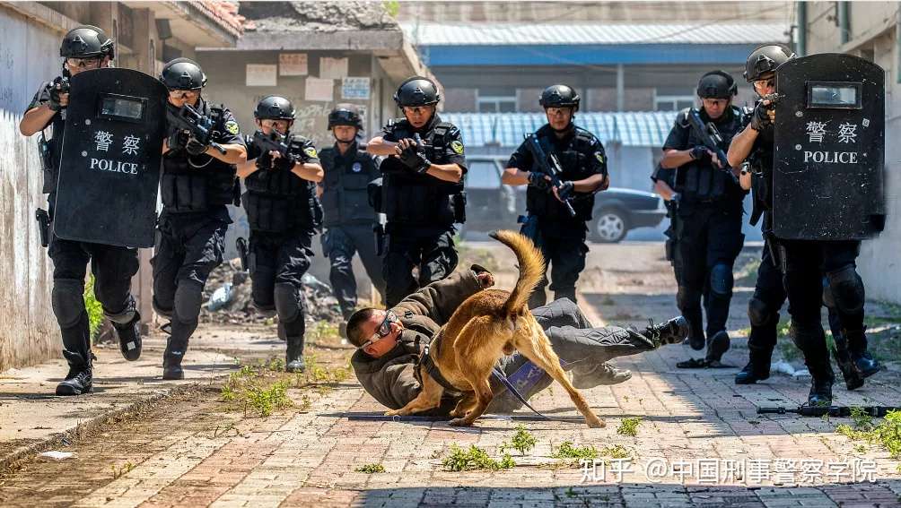 警犬技术学院 二级学院导航 知乎