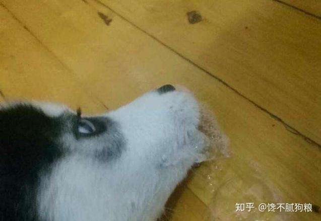 狗狗呕吐是怎么回事 该怎么办 知乎