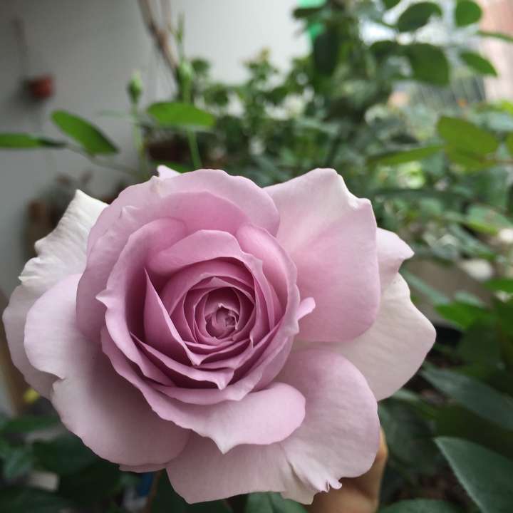 植物种植 为什么真正喜欢养植物的男生比女生多?(图9) 植物种植 为什么真正喜欢养植物的男生比女生多?(图9)