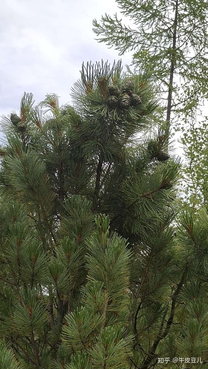 南方种各种种类松树都结不出可食用的松子吗