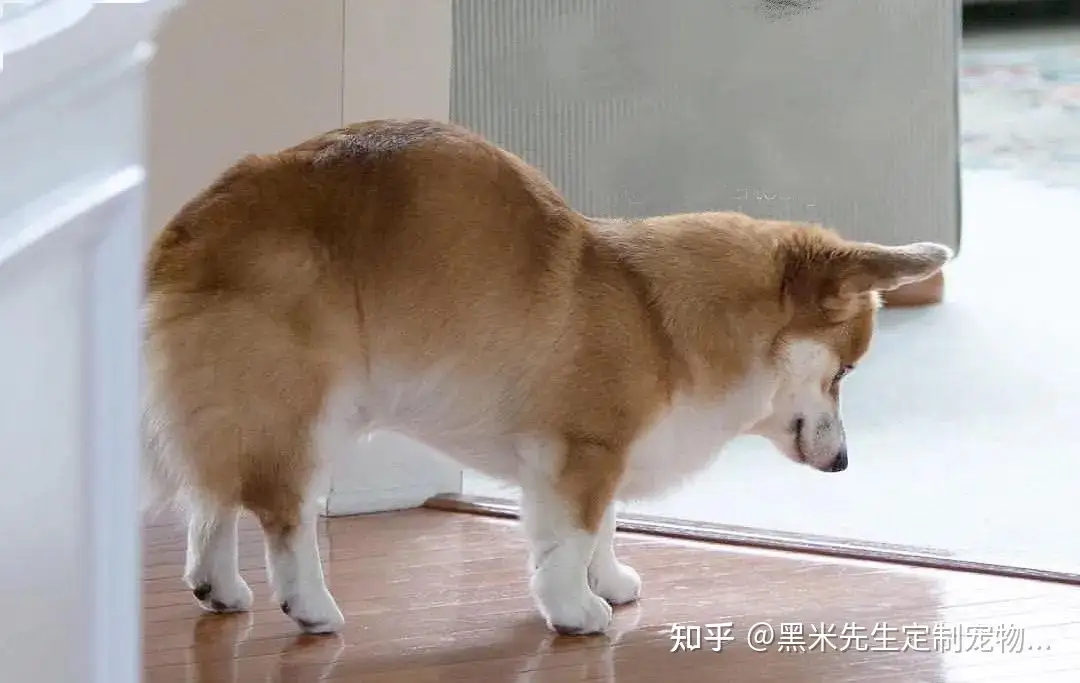 狗狗胰腺炎的症状 病因和治疗 知乎