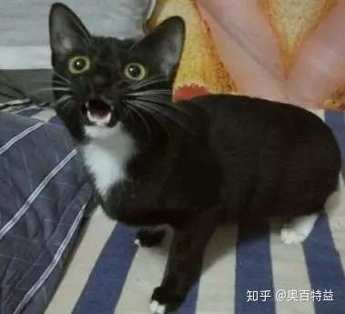 为什么养猫的都是奴 知乎