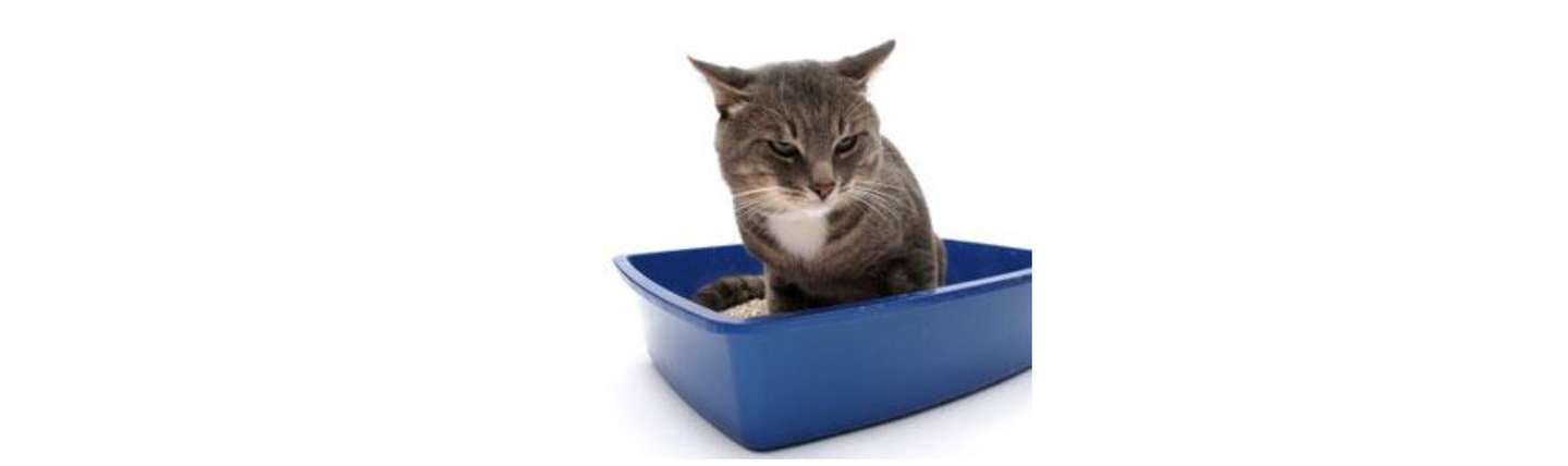 猫咪常见病系列之 猫自发性膀胱炎 诊断治疗篇 知乎
