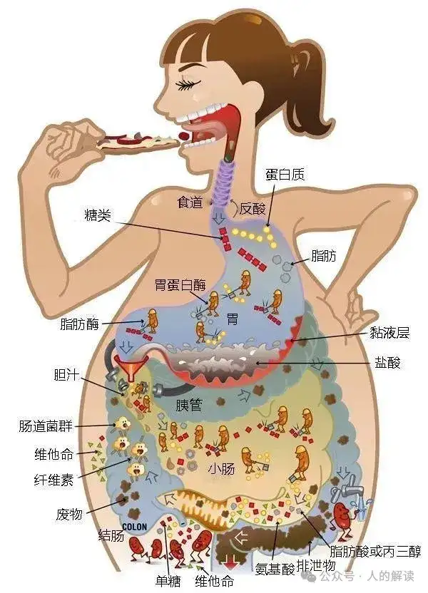 人体的四大能量系统，所有的功法都基于此-人的解读