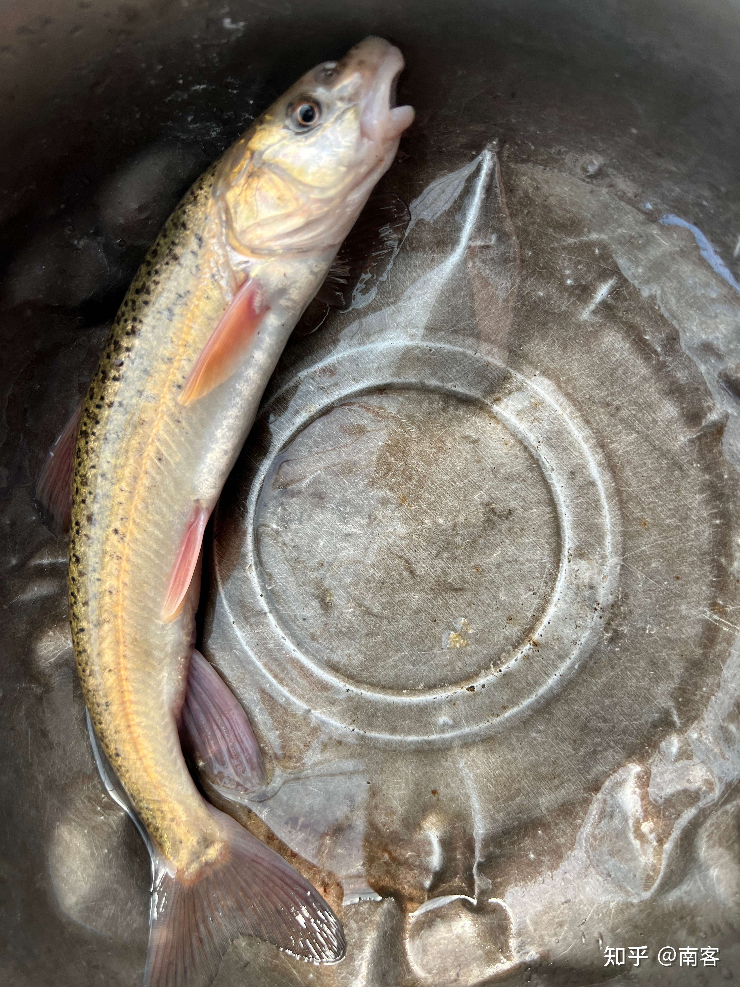 南客 的想法: 这是什么鱼呀 在新疆伊犁逮住的 第三张图… - 知乎